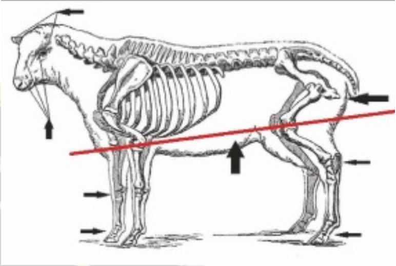 Skeletal diagram of a sheep with arrows pointing to various body parts, including the head, front leg, chest, abdomen, back leg, tail, and hoofs, along with a red line representing the sheeps body alignment.