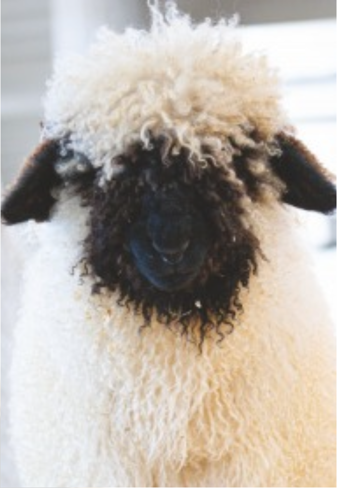 Close-up portrait of a Valais Blacknose sheep with woolly white fleece and a black face.