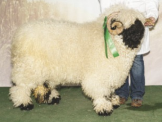 A large Valais Blacknose sheep with thick, curly wool and black facial markings, standing on a green surface with a green ribbon after a show with a person partially visible behind it.
