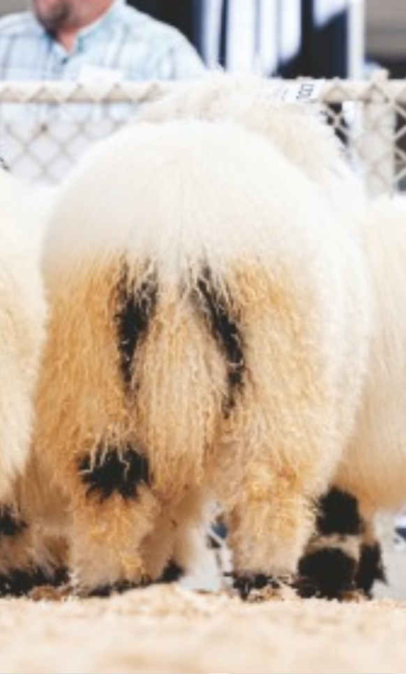 Close-up of a the tail and hock spots of a Valais Blacknose Sheep, showing correct tail length.