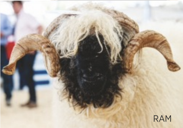 A Valais Blacknose Ram with curly white wool, black face, and large curved horns.