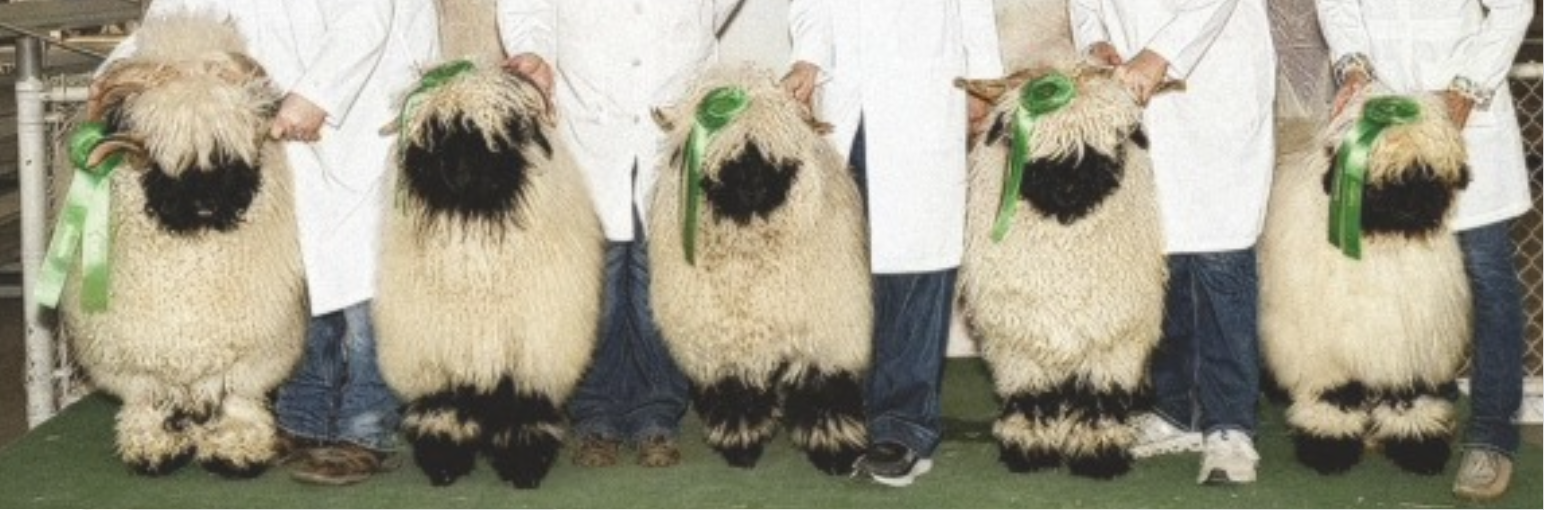 Five people standing in a line holding sheep with black faces and white wool, each adorned with a green ribbon in a sheep show setting.