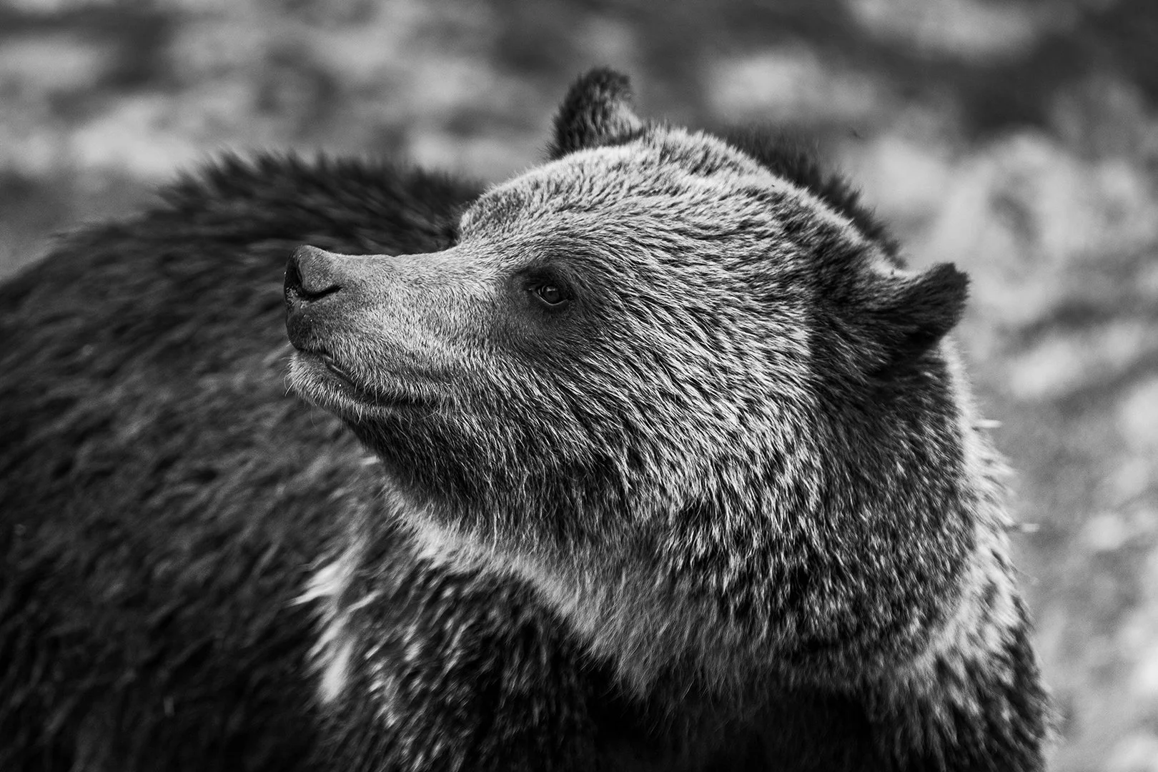 0U2A2622Grizzly-Wall.jpg