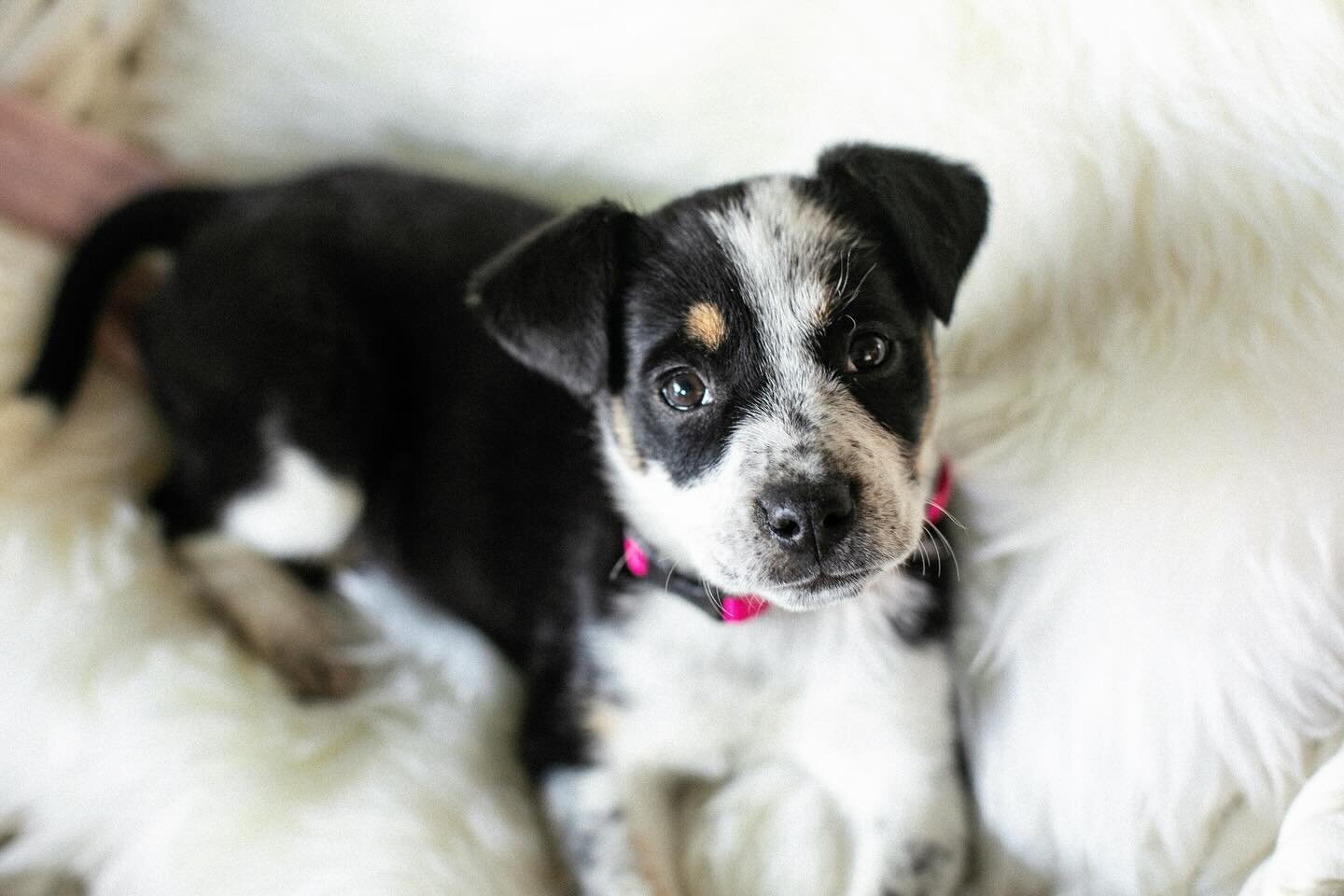 Boop the snoot! Meet the newest member of our family 🐾 Kali
