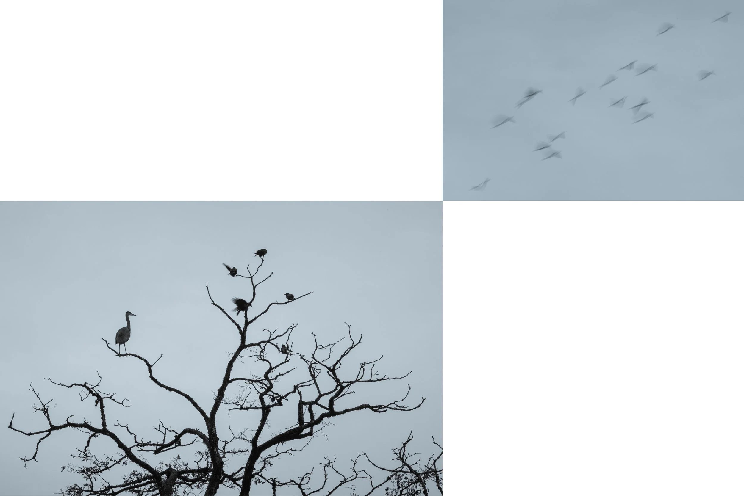 Always in Flight (2025).
