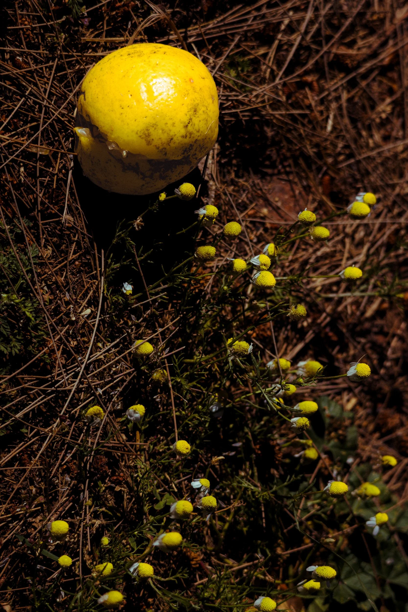 Yield (2026).