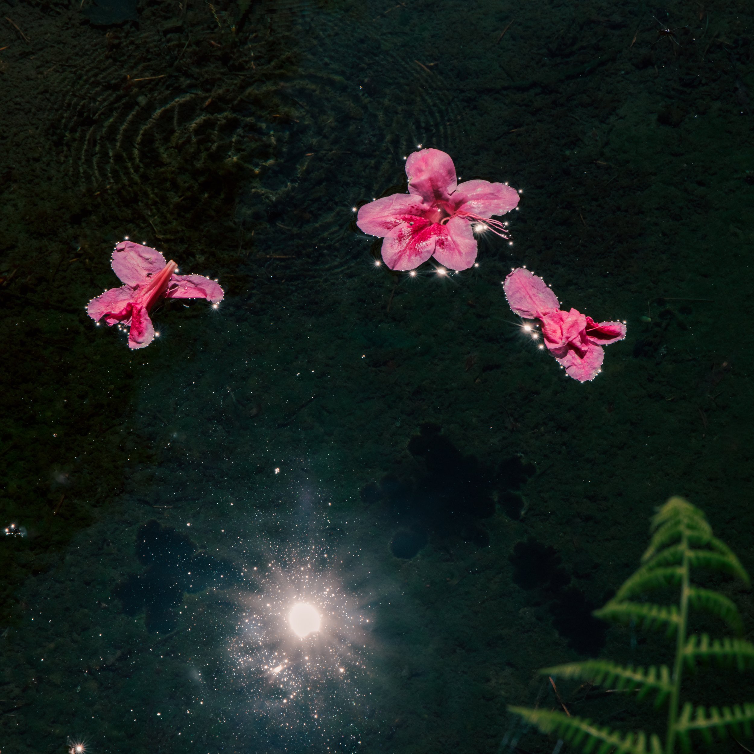 All My Flowers (2023)