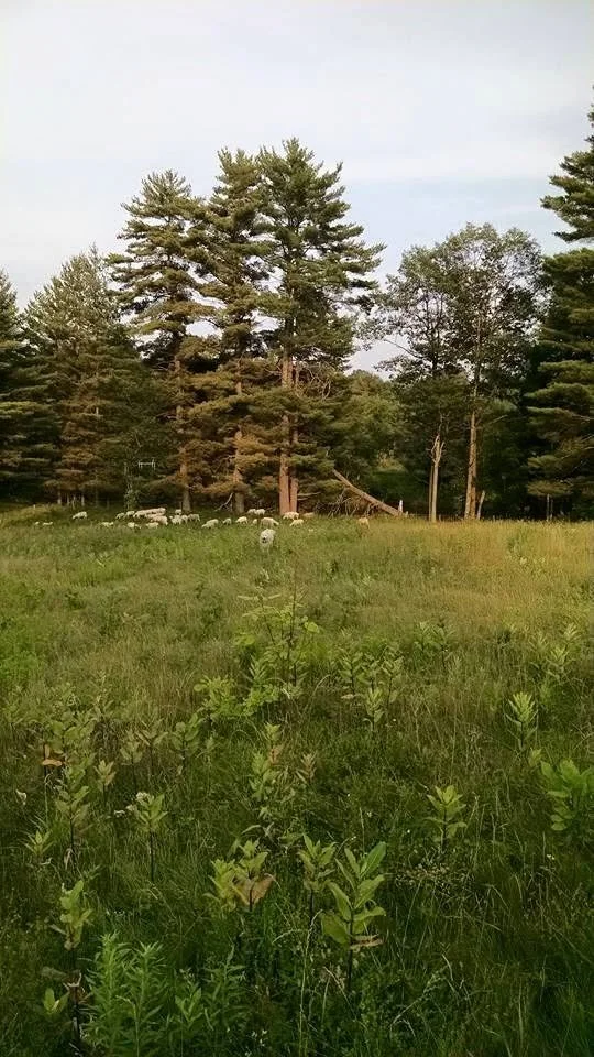 A grassy field with tall pine trees and some sheep grazing near the trees under an overcast sky.