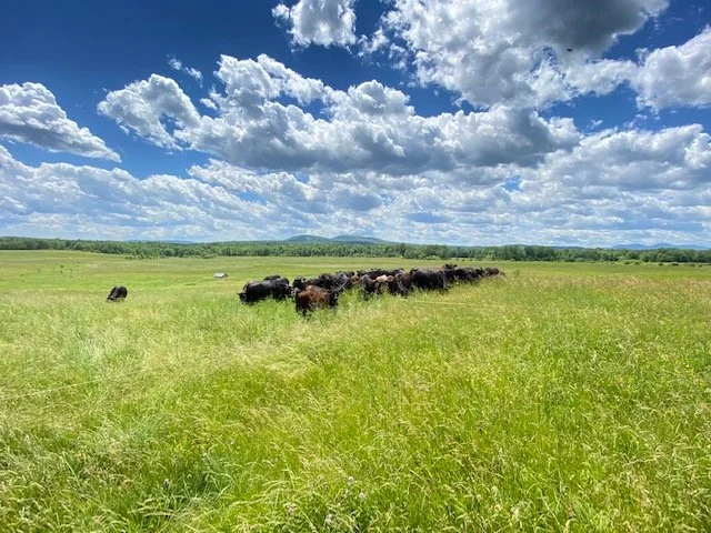 A herd of cattle grazing on a green field under a partly cloudy sky.