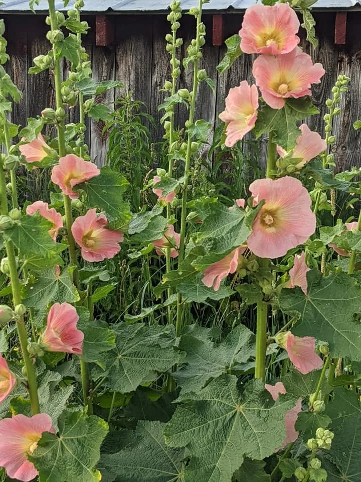 Pink hollyhock flowers with green leaves growing against a wooden fence.