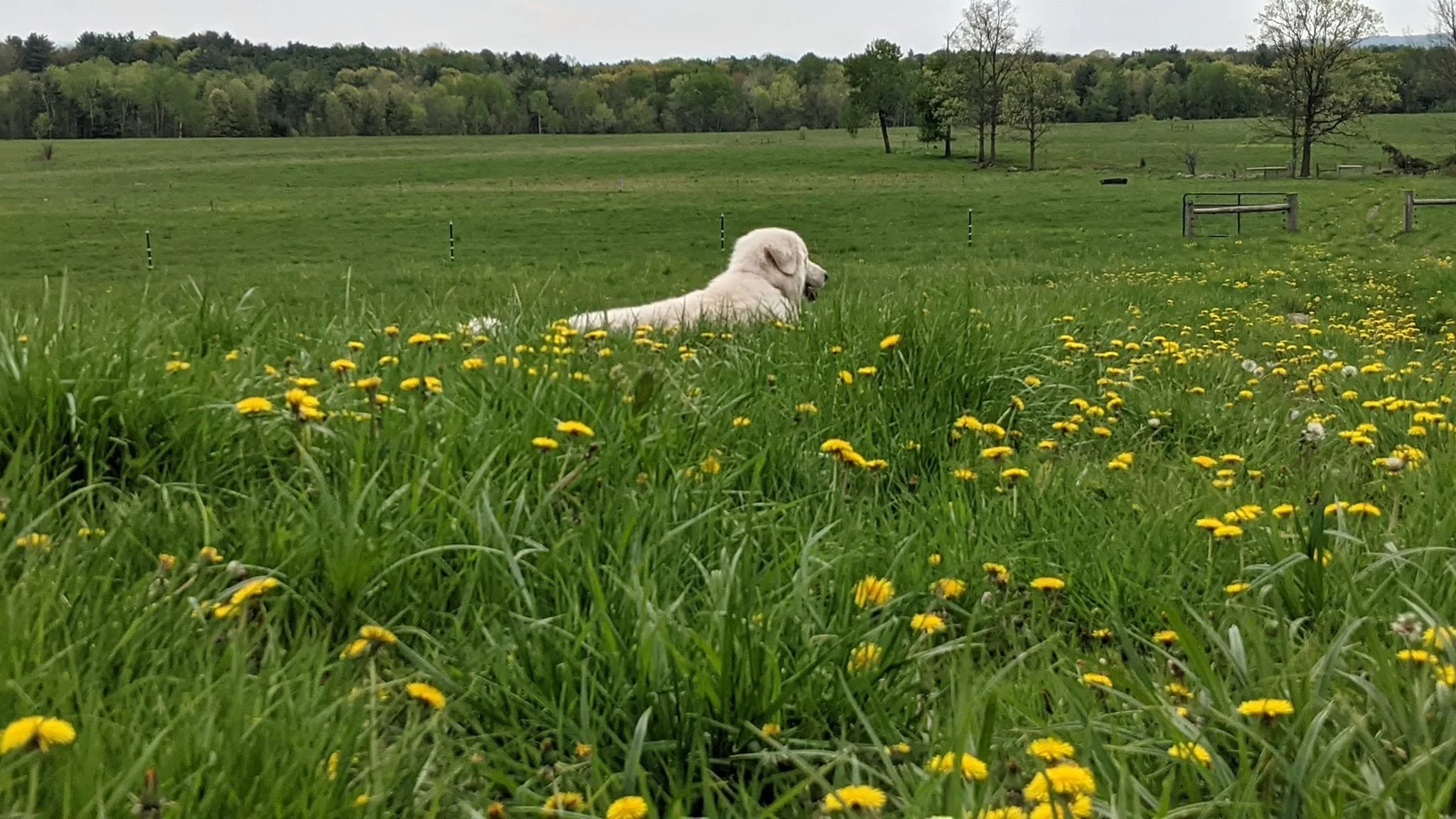 A white fluffy dog lying in a grassy field with yellow flowers, surrounded by a lush green landscape and trees under a cloudy sky.