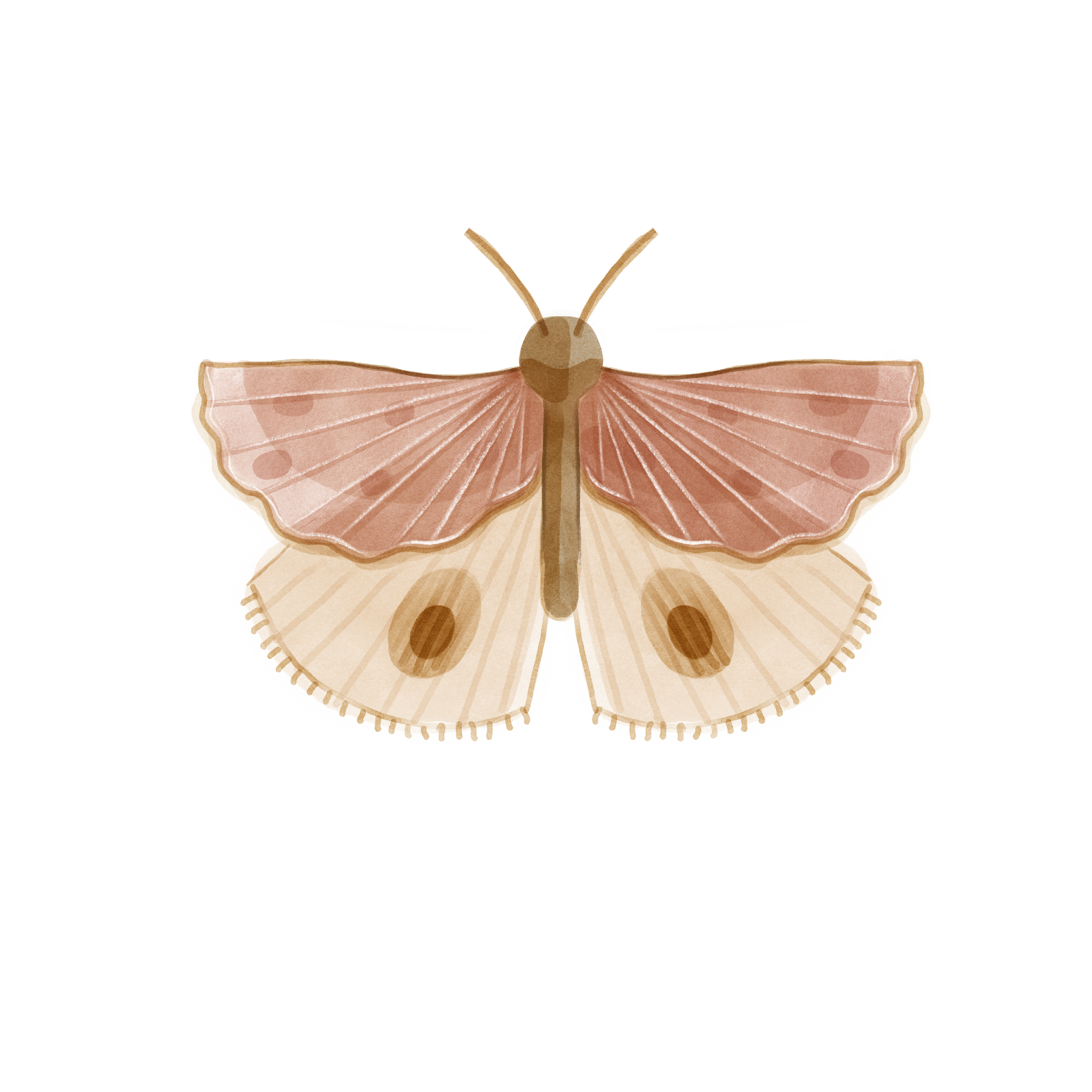 Illustration of a moth with pink and beige wings, featuring a circular pattern.