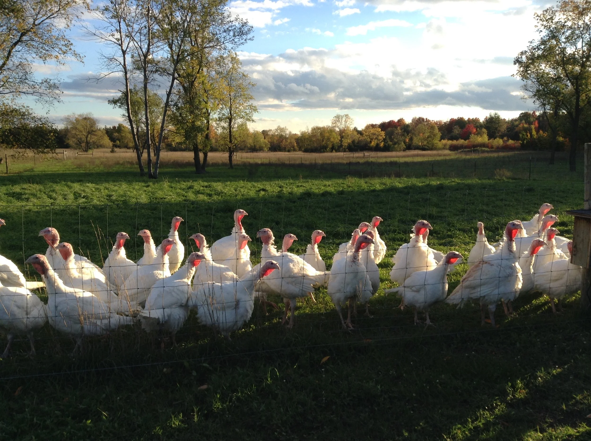L&J Turkey Farms MultiGenerational Family Farm Pasture Raised