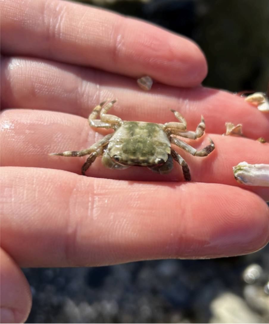 Hairy Shore Crab (Hemigrapsus oregonensis)&nbsp;
