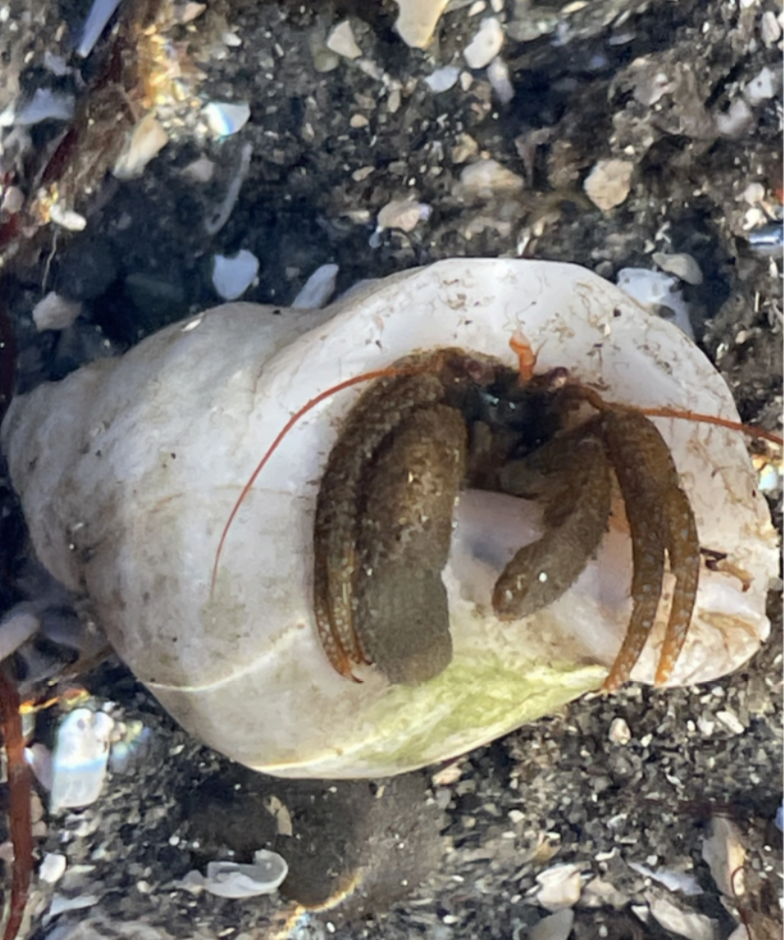 Grainy Hermit Crab (Pagers granosimanus)&nbsp;