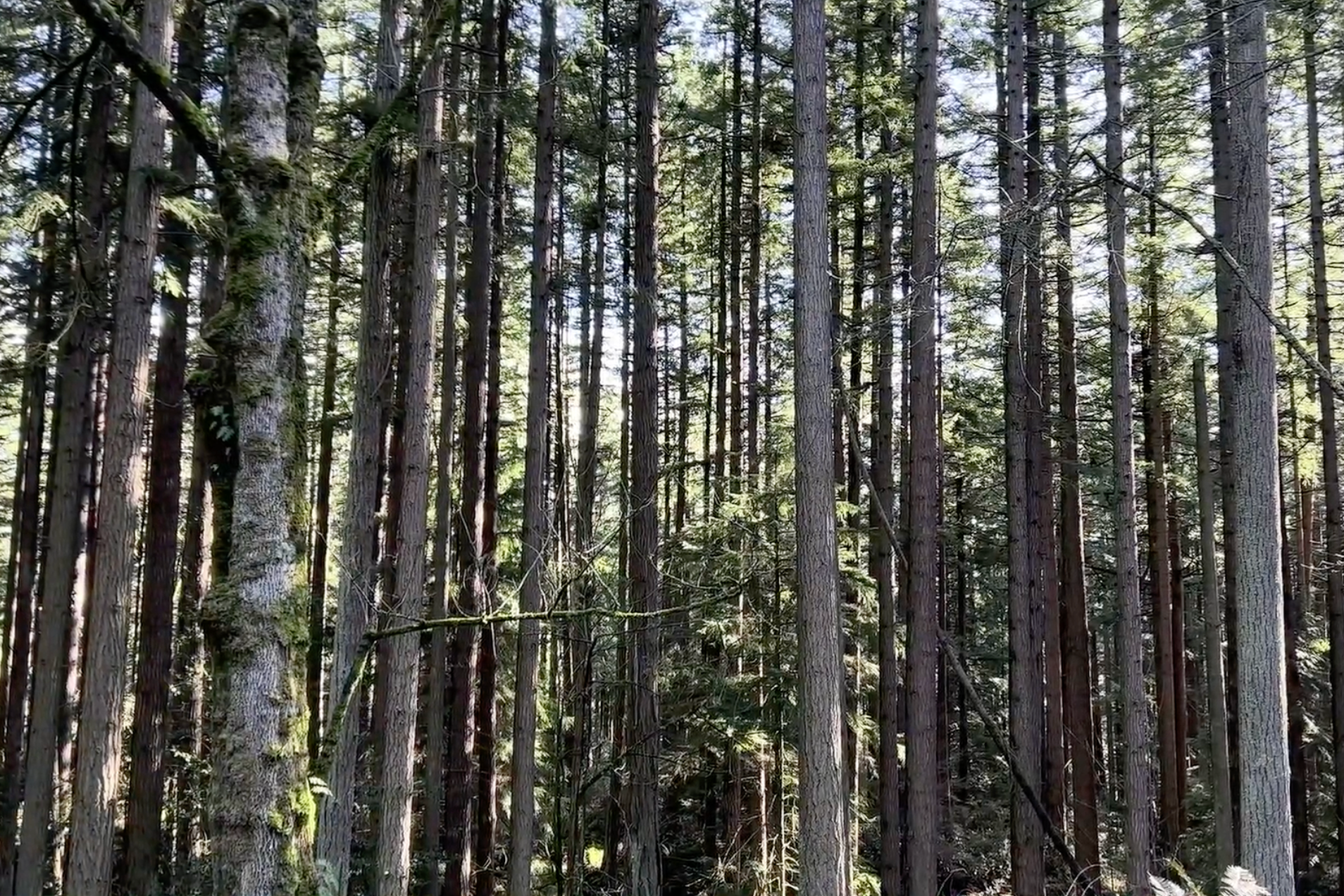 Stories of the land: A look into Indigenous Cherokee folklore and the histories they carry