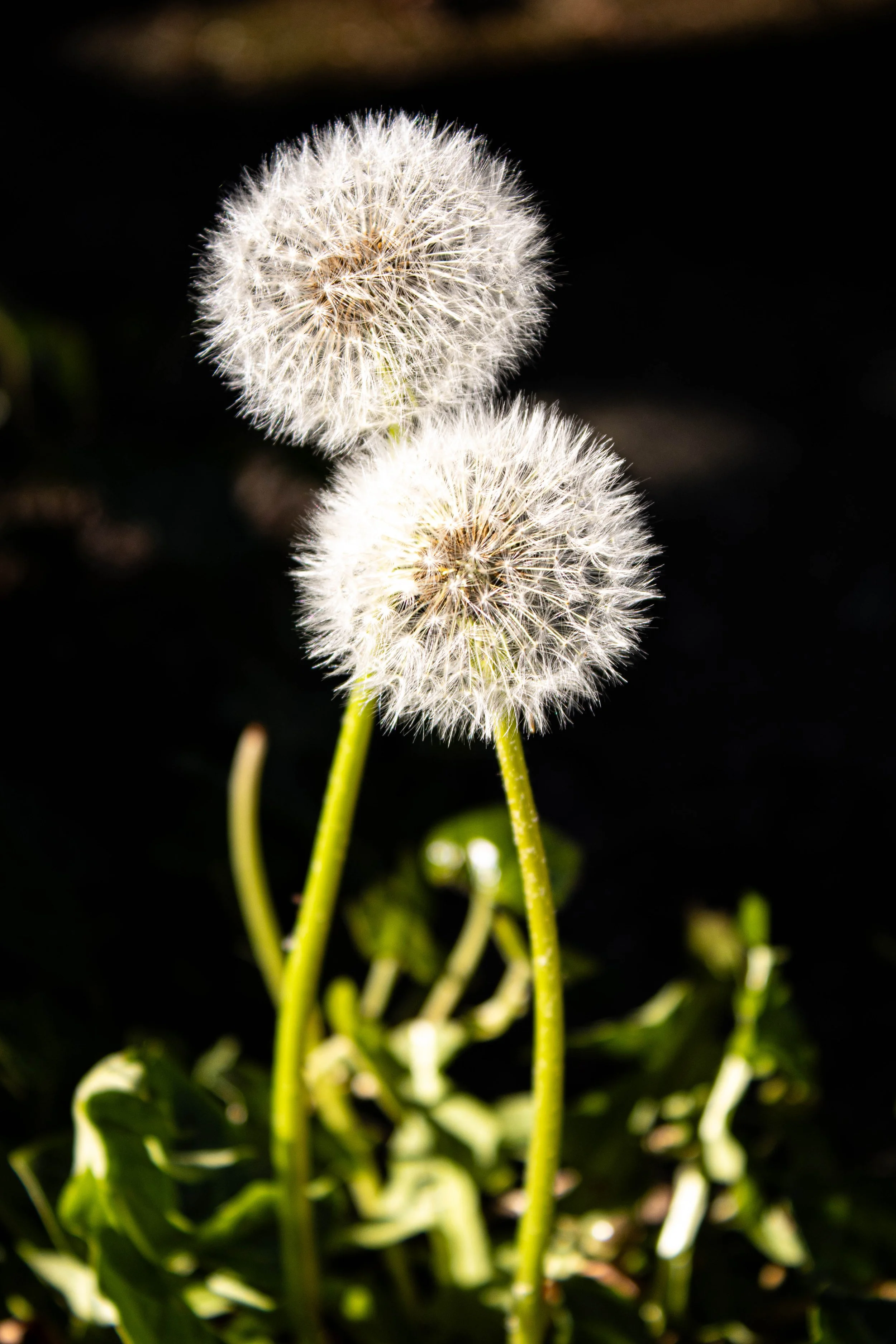  Twin dandelion stems gently brush against one another, swaying in the cool breeze. It’s a common belief that blowing away a dandelion’s seeds might grant you a wish, perhaps these two would double your chances. 