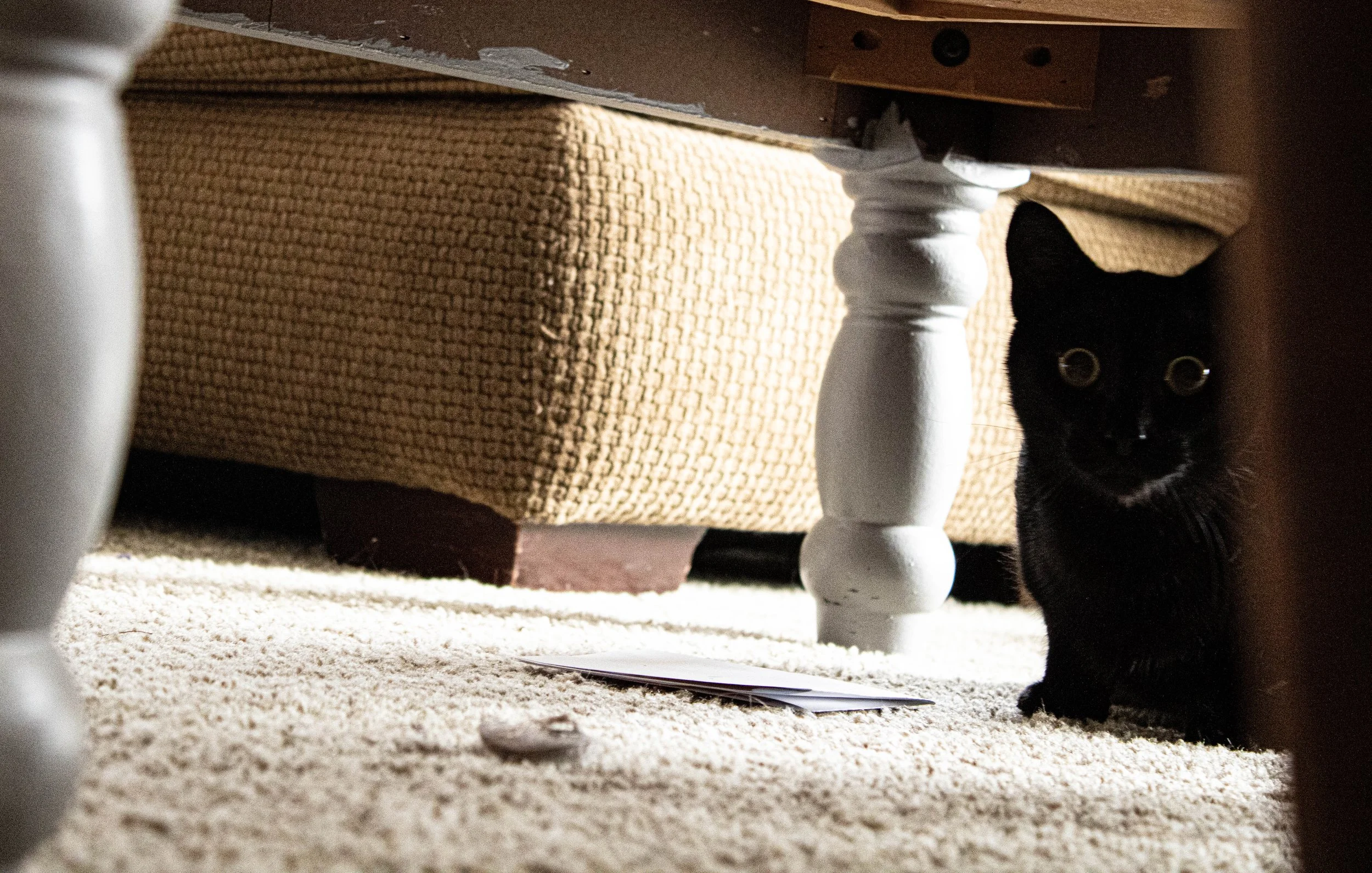  Many people believe that black cats are a symbol of bad luck. Little Benedict, a young black cat lurking beneath his home coffee table, seems to hold onto the antiquated belief that cameras can steal your soul. 