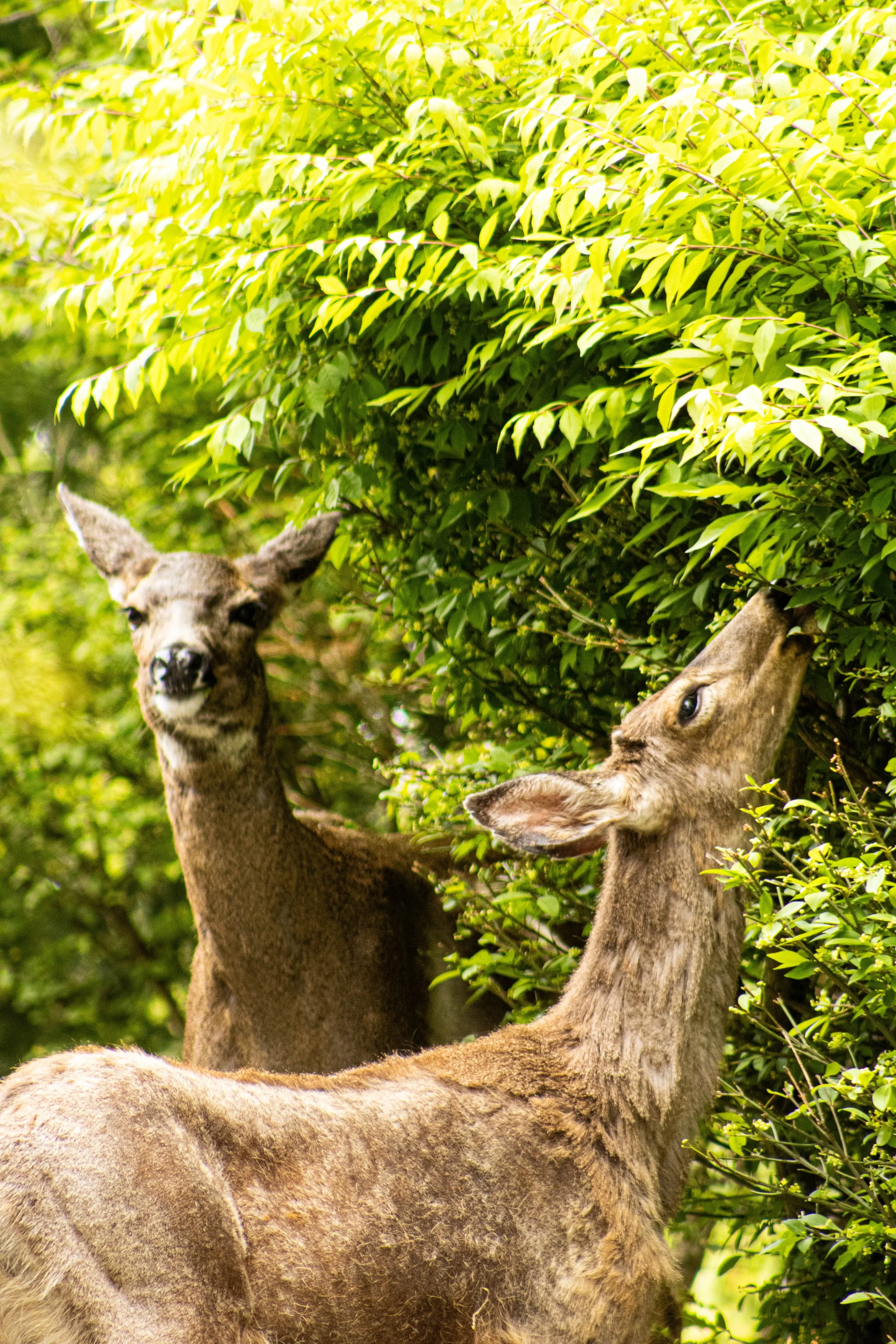  As springtime slowly overtakes Western’s campus, two deer nibble on a wayward bush on an out-of-the-way path. While the sight of a grazing deer is a passing amusement for most students, some hunters believe catching sight of one before the hunting s