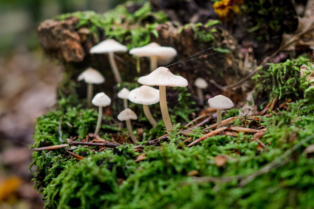 Did you say ‘mushroom music’?