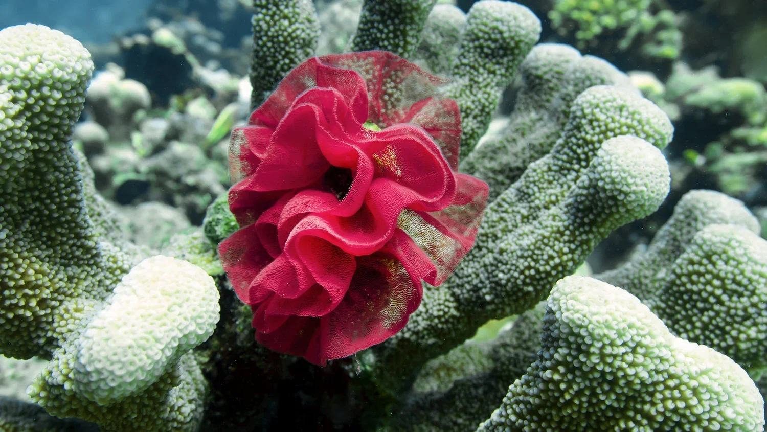 Letter to a Sea Lemon