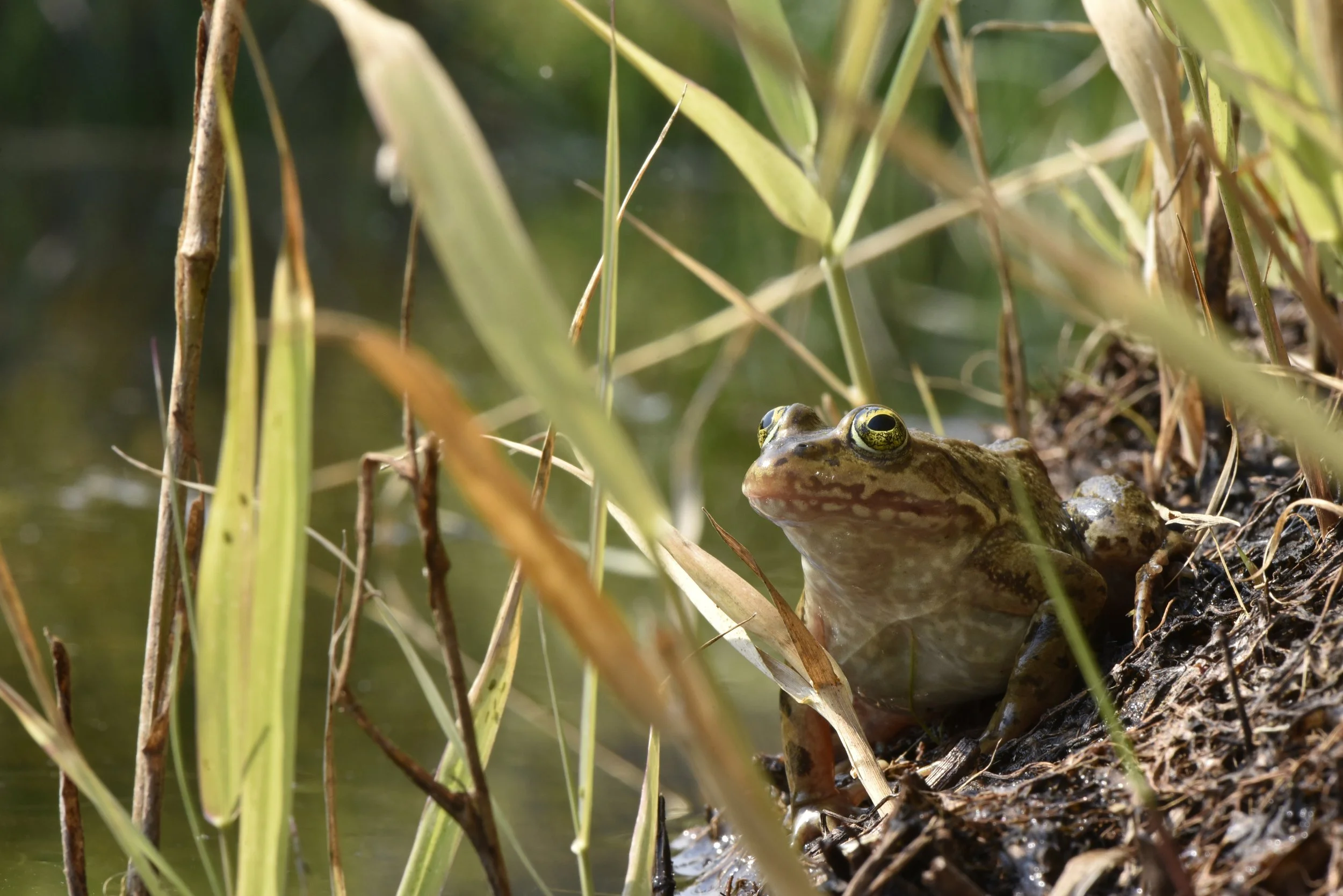 Endangered Frog Finds Hope in Whatcom County — Klipsun Magazine