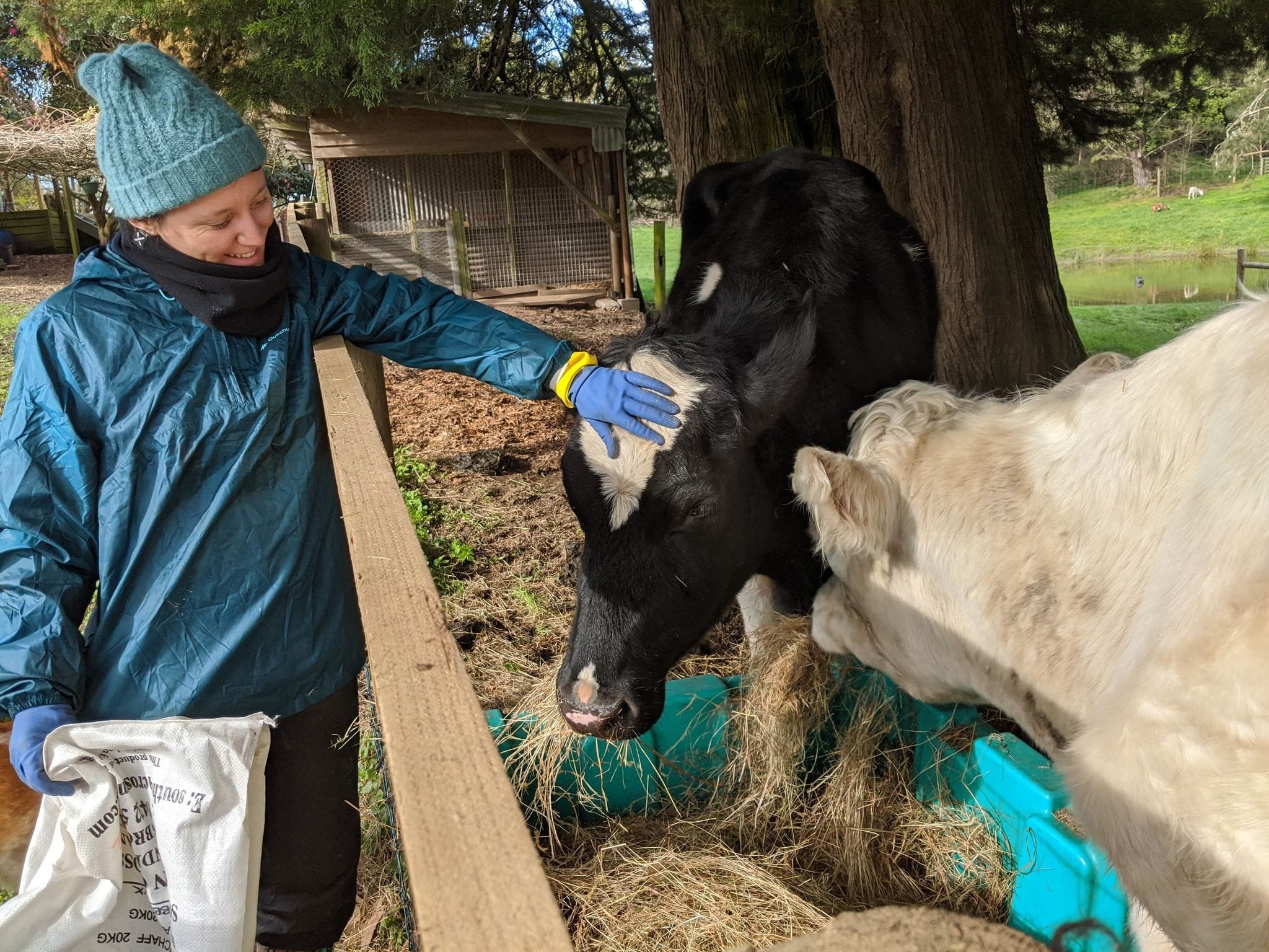 Volunteering with animals