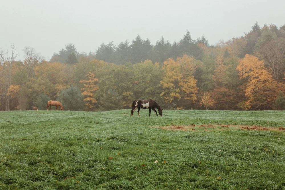 Services 2 — Atlas Riding School