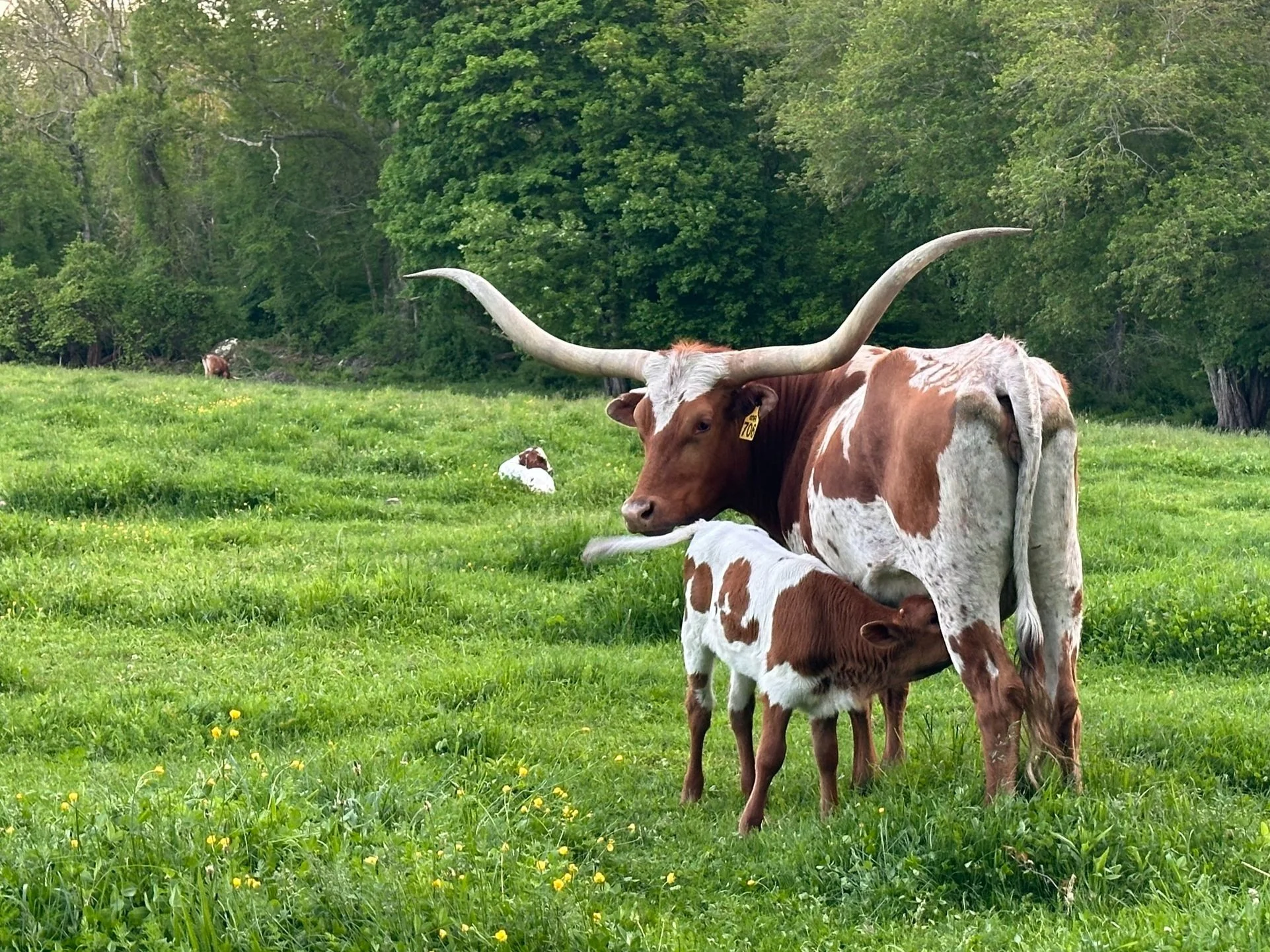 Longhorn.jpg