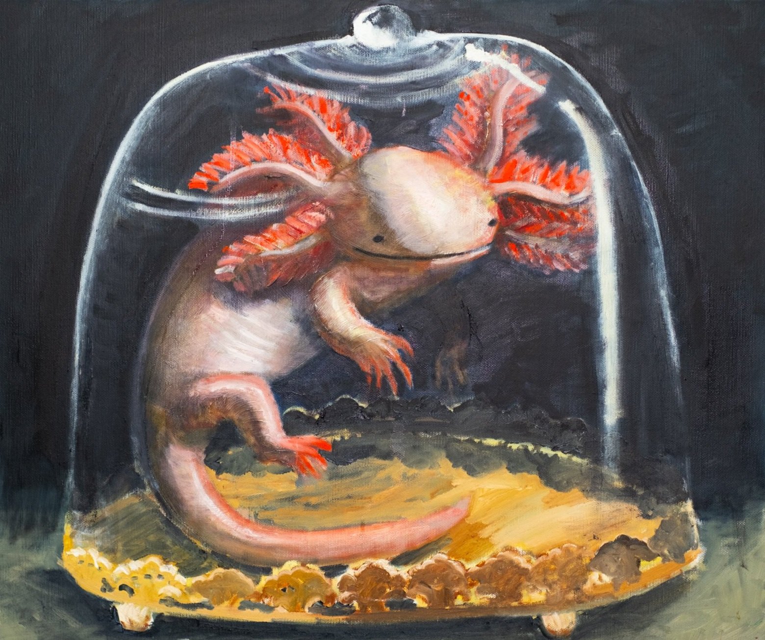 Axolotl in glass