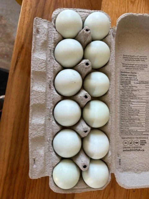 Colored Eggs