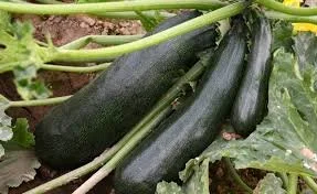 Black Zucchini (6” pot) (summer