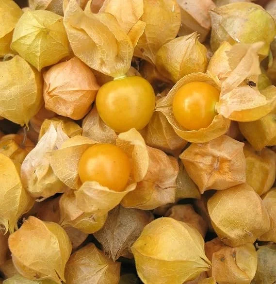 aunt mollycherry_.jpg