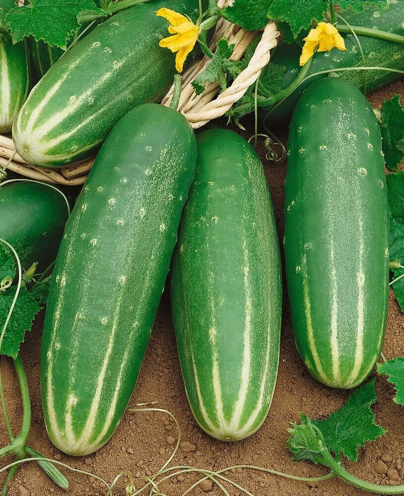 Straight Eight Cucumbers.  2 plants per pot.