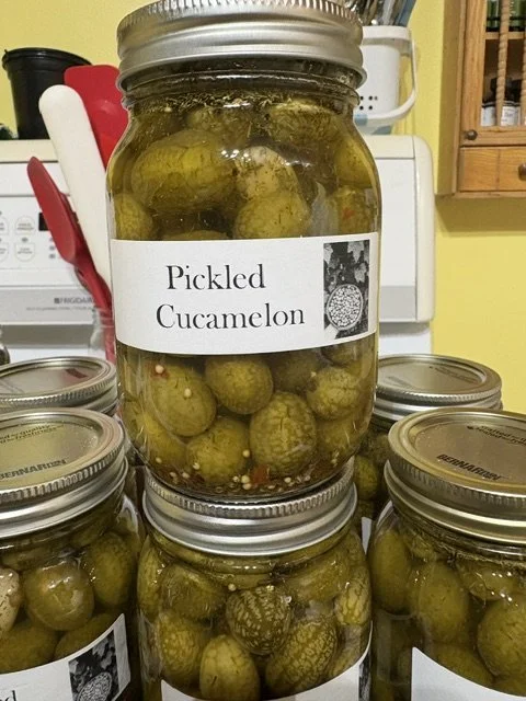 pickled cucamelons.jpeg