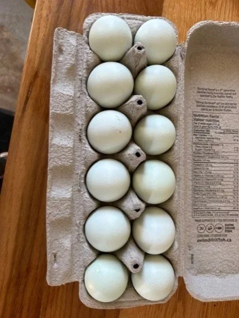 colored+eggs.jpg
