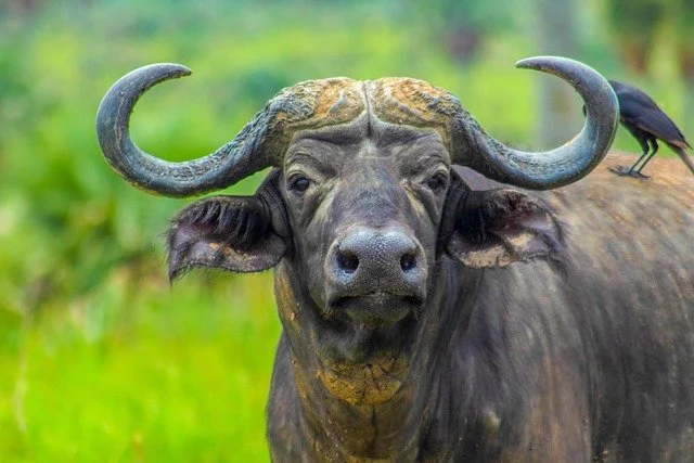 buffalo-6351369_640.jpg