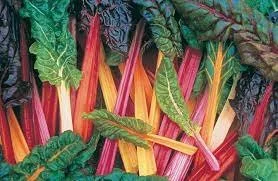 Swiss Chard- Bright Lights1.jpg