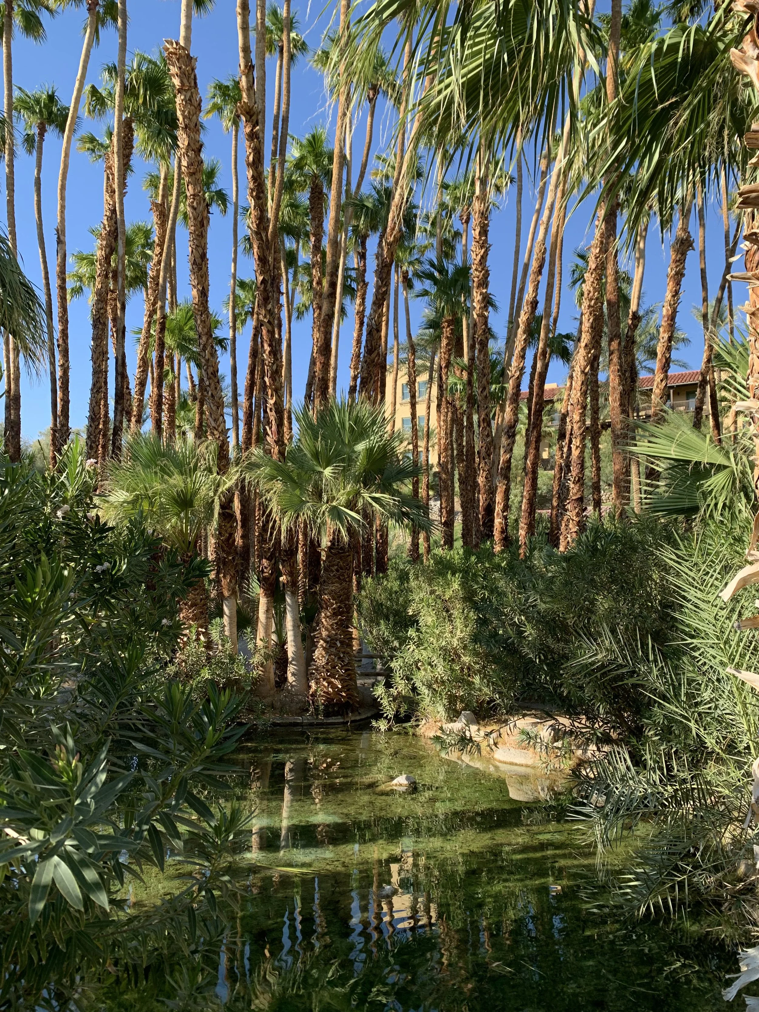 The Unlikely Allure of Death Valley in the Summer - NYT