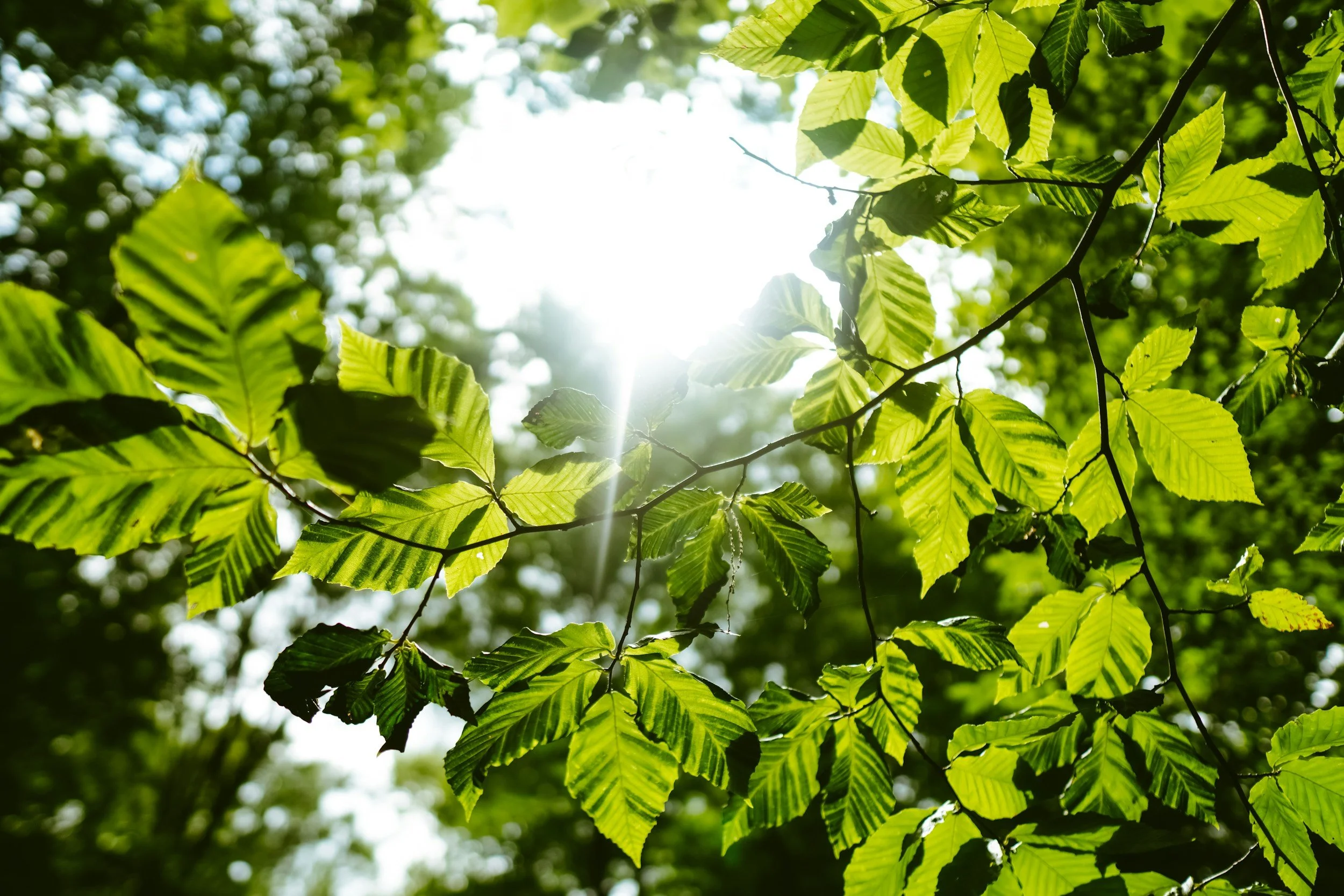 sunlight coming through leaves of a tree