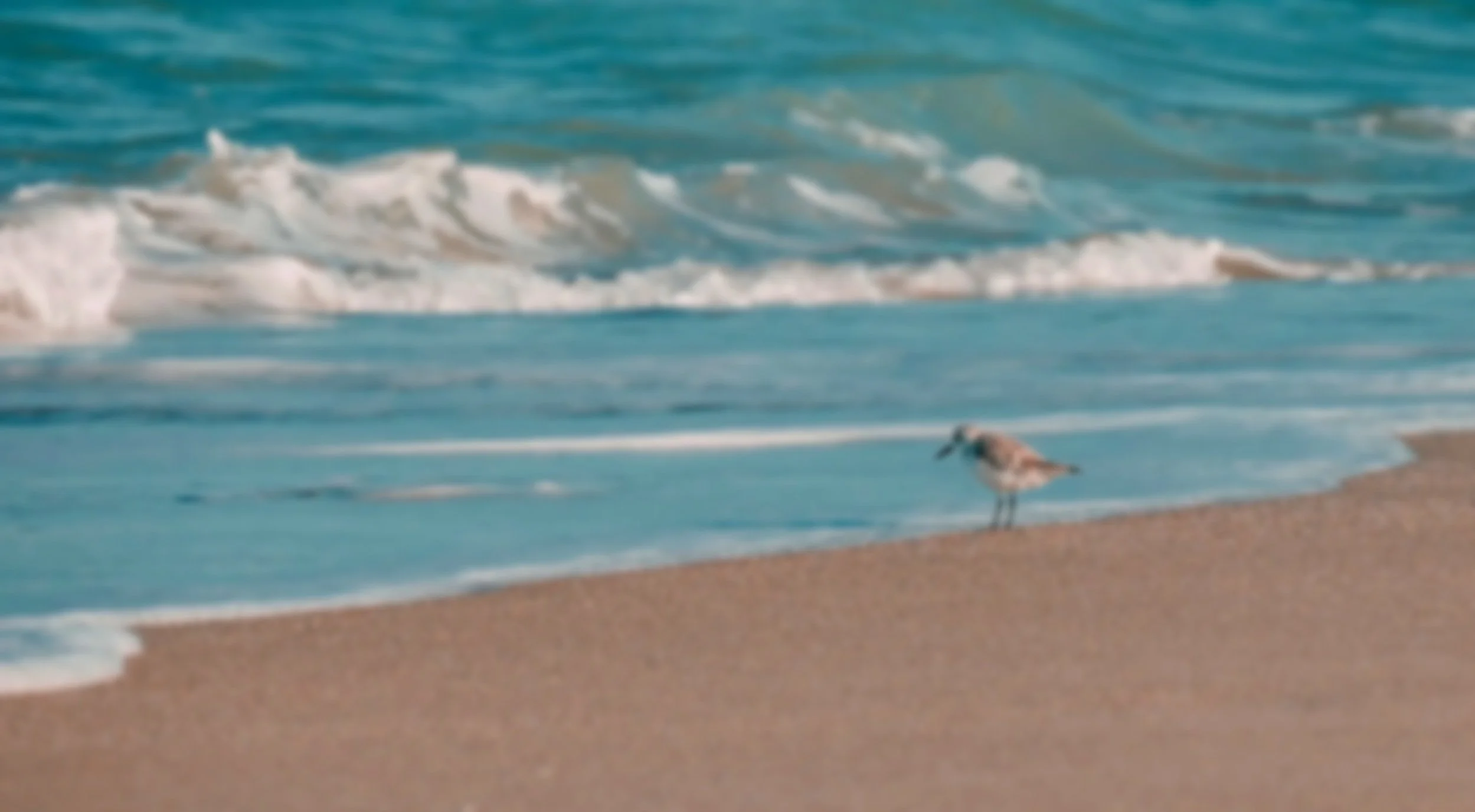 A beach scene with blue ocean waves and a sandy shore, with a single seagull standing near the water.