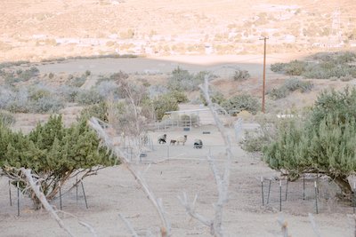 Desert Churros Roving Ranch, photo by Cecily Brown