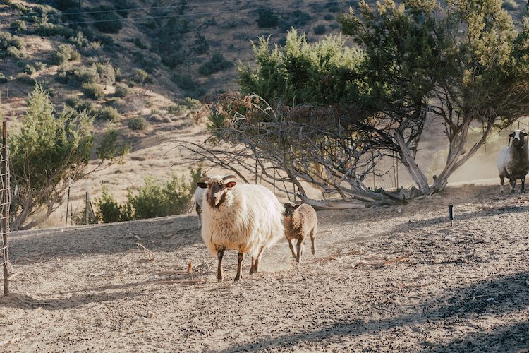 Desert Churros Roving Ranch, photo by Cecily Brown