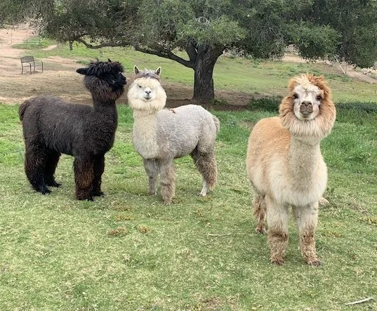 canzelle+alpacas.jpg