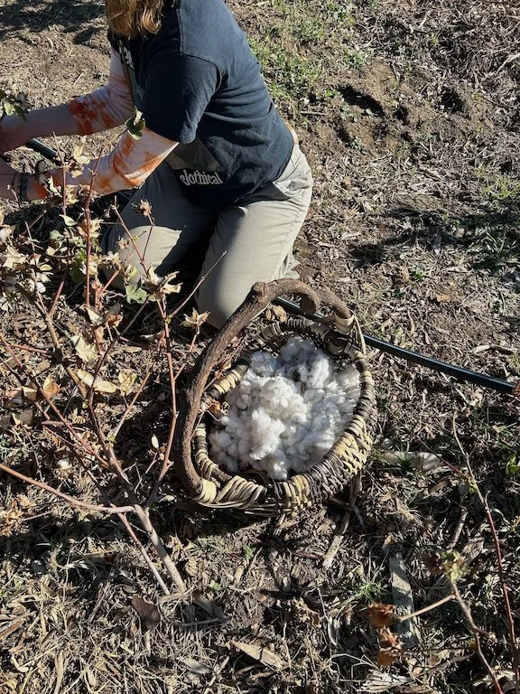 ednfarmcollective_cottonharvest.jpeg