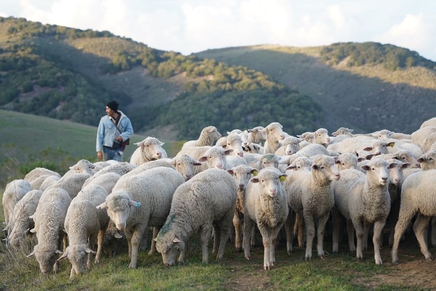 Jenya Schneider, Cuyama Lamb