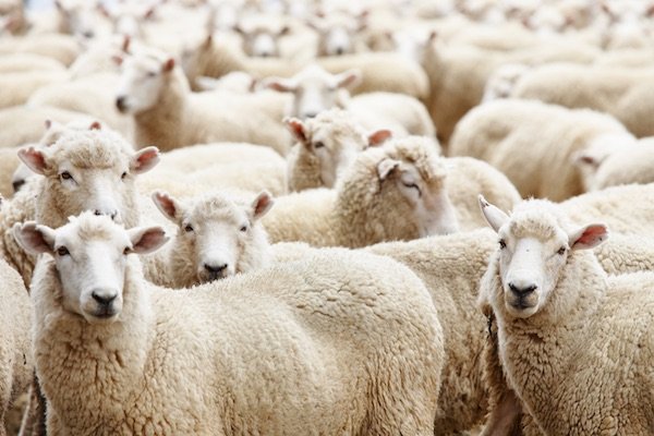 sheep.jpg