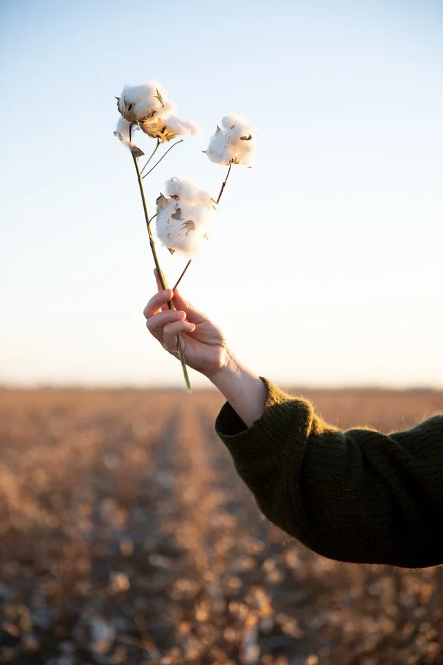 cotton flower ready to harvest.jpg