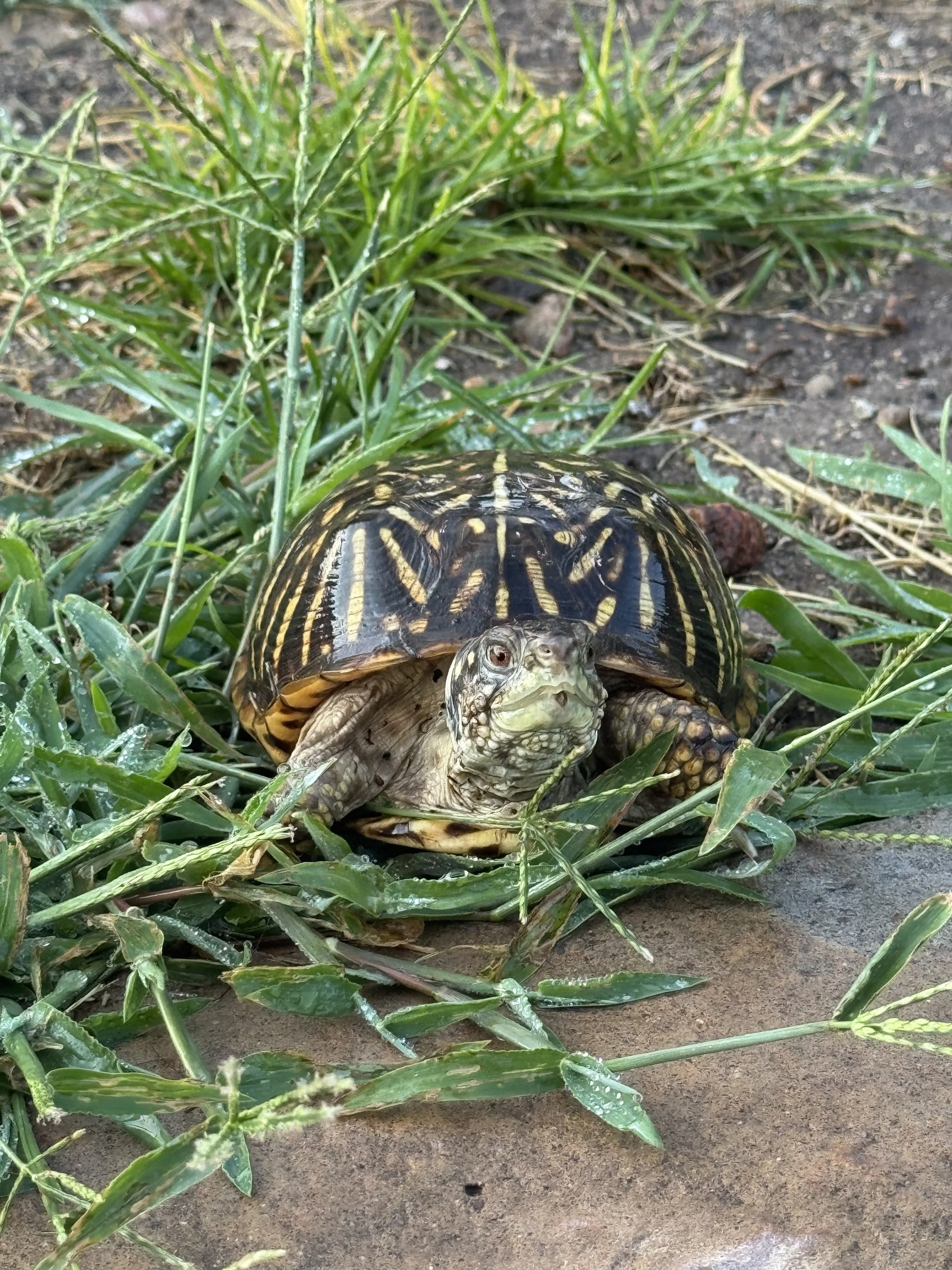 Brumation