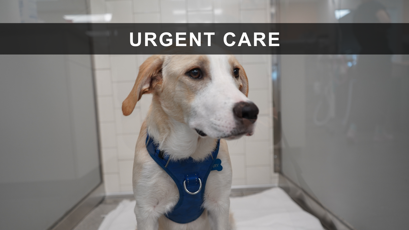 Blue Cross Animal Clinic